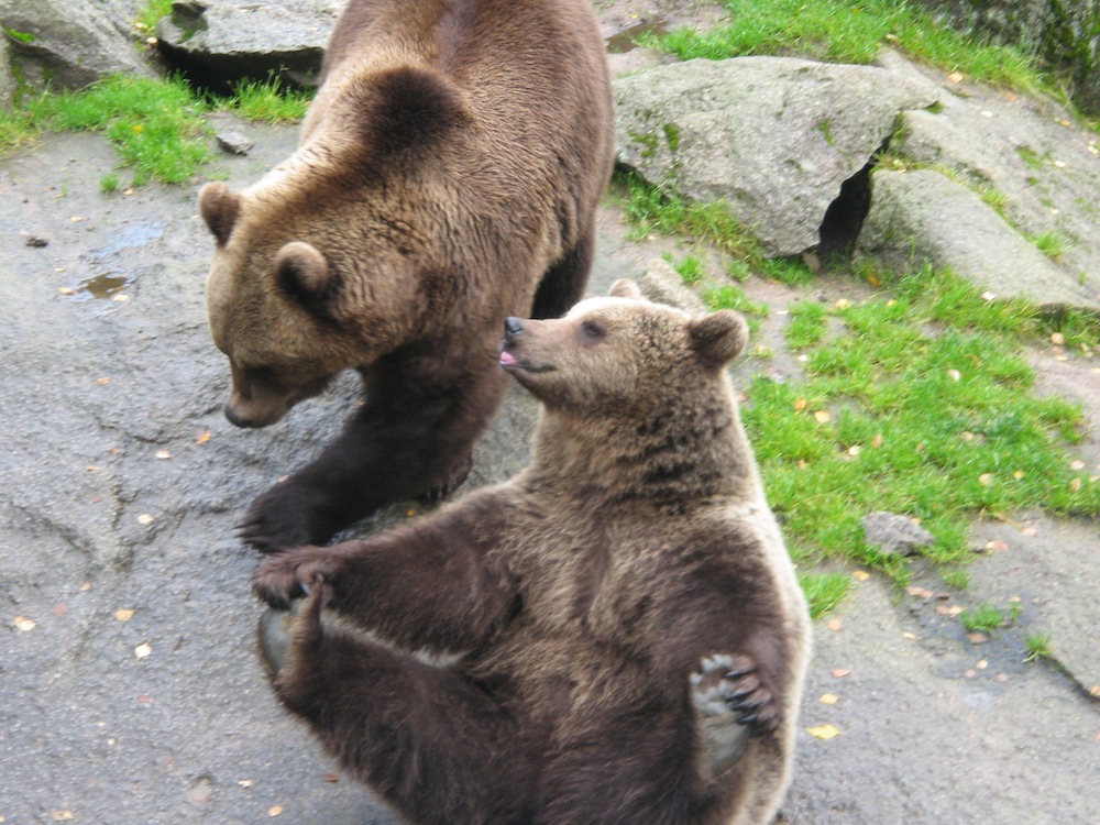 Ähtäri Tierpark Ähtäri Discovering Finland