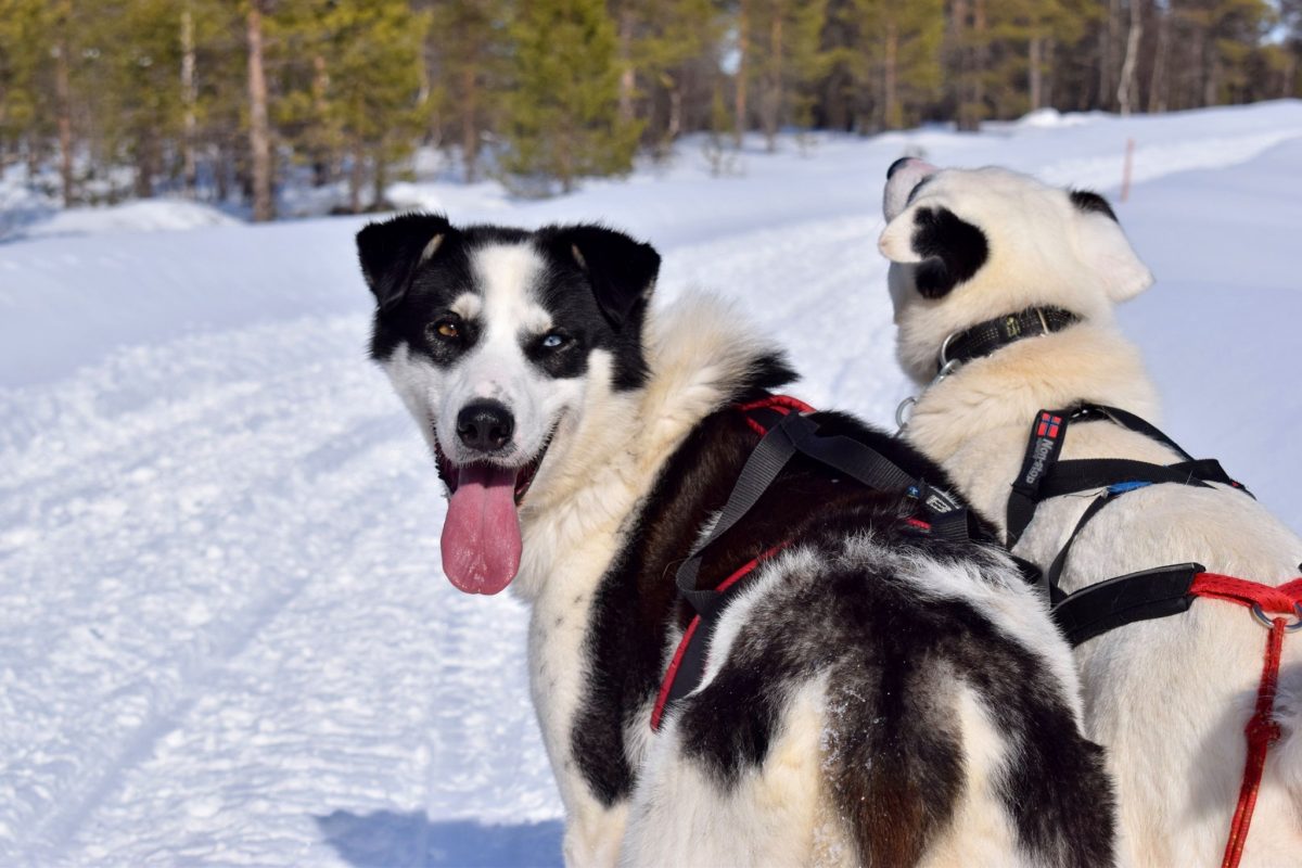 Hetta Huskies Discovering Finland