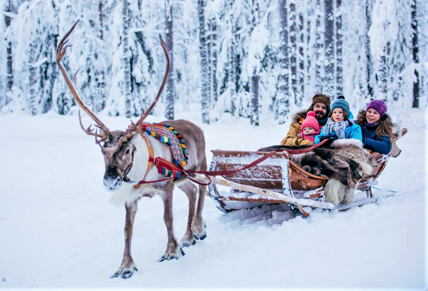 Reindeer Sled Финляндия