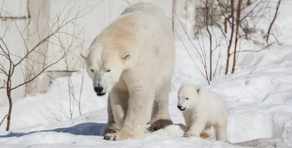 Family Vacations in Finland | Ranua Wildlife Park