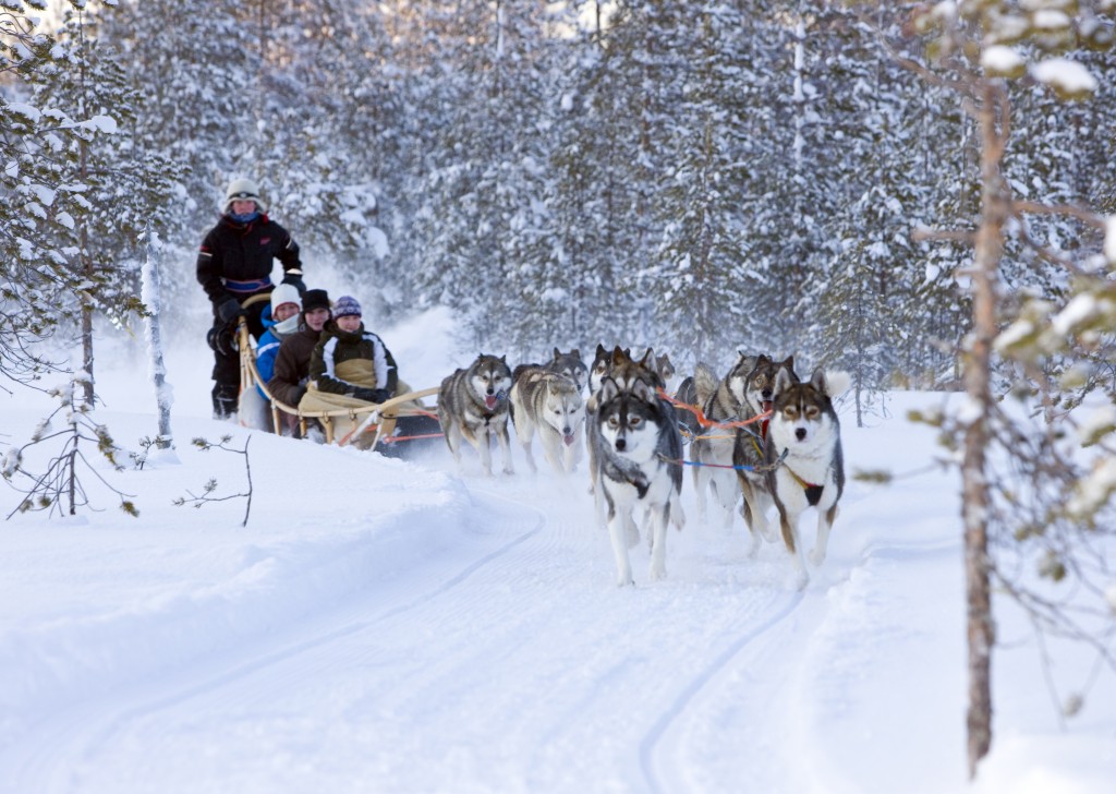 Husky Sledding in Rovaniemi