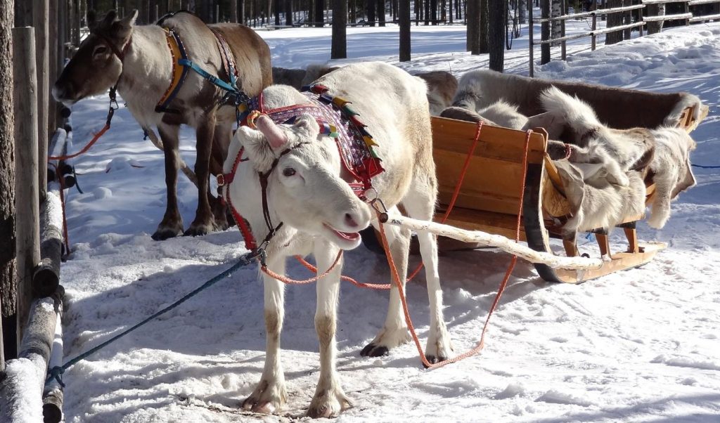 Lapland Safaris Arctic Excursions