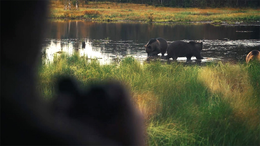 Bear watching in Kuusamo