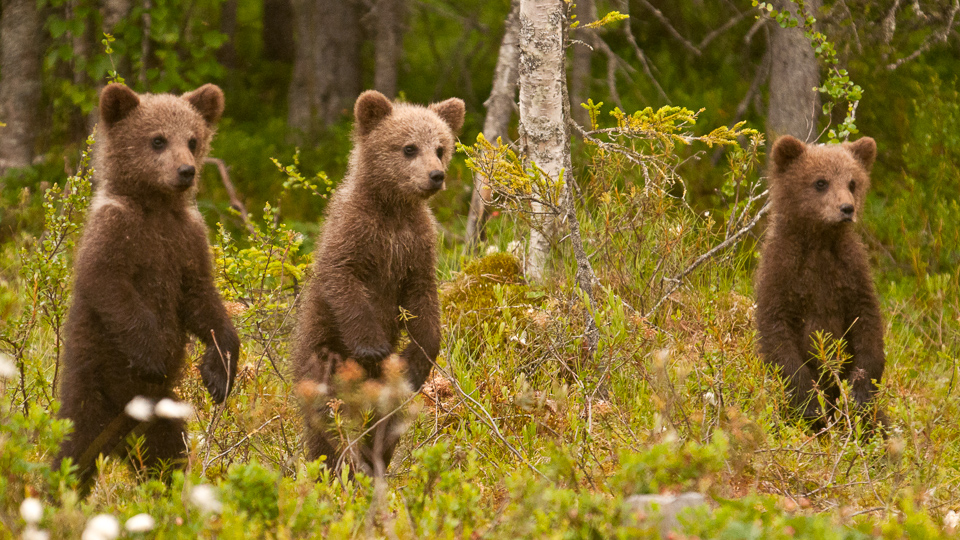 Wild Taiga's beautiful wilderness nature & rich cultural experiences -  Discovering Finland
