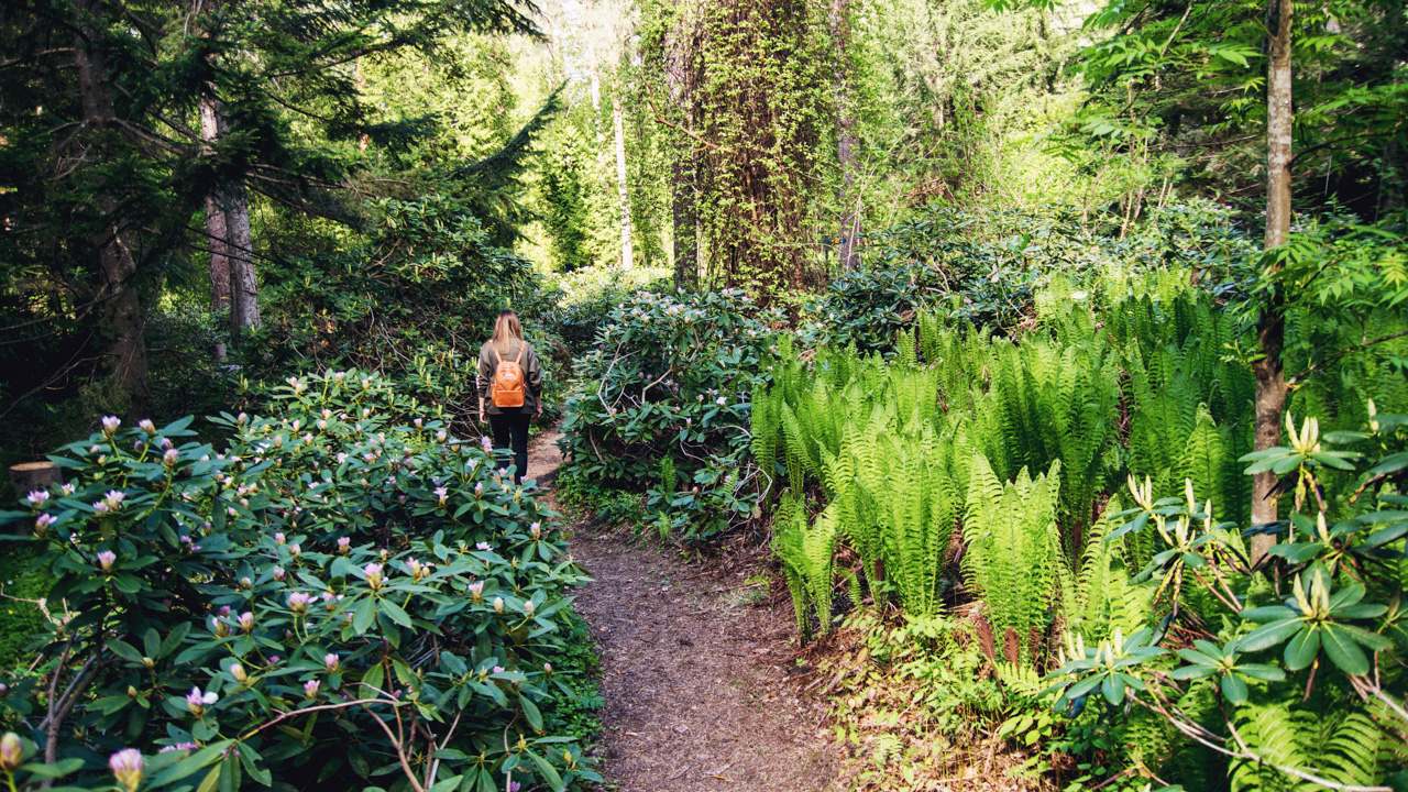 Arboretum Mustila