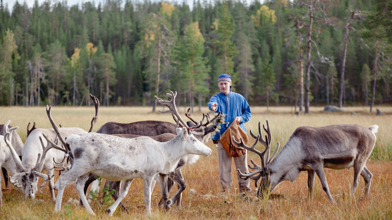 Reindeers with reindeer herder