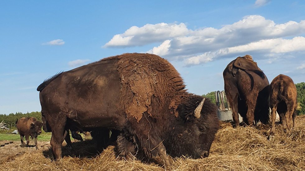 Bison Farm Experience